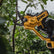 Dewalt DCMPP568N-XJ XR Powered Pruner Body Only 18V