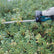 Makita DUH507RT 18V Hedge Trimmer With 1 x 5.0Ah Battery & Charger